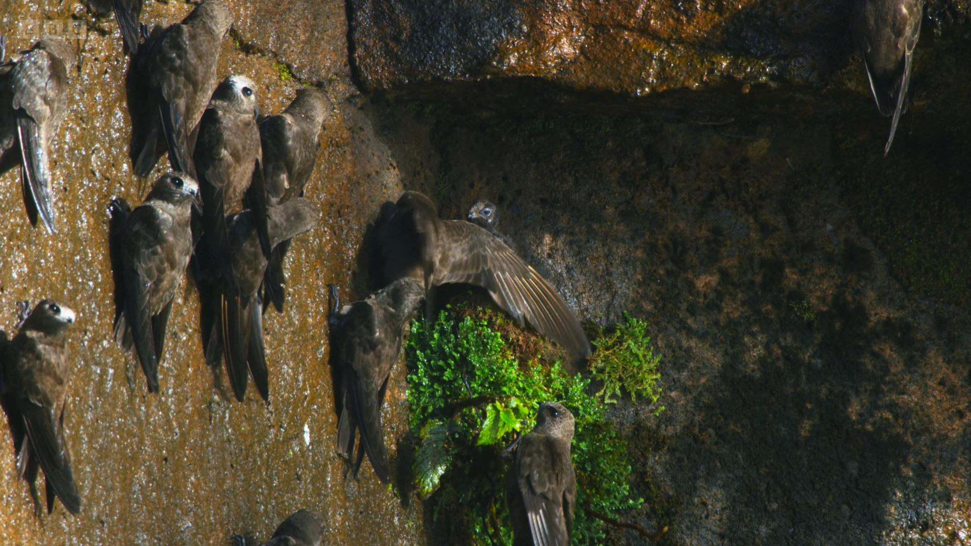 Great dusky swift (Cypseloides senex) as shown in Seven Worlds, One Planet - South America